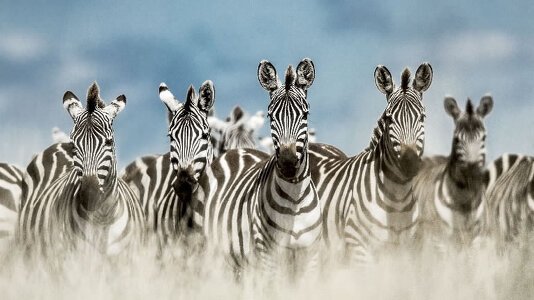 Wildlife Tours